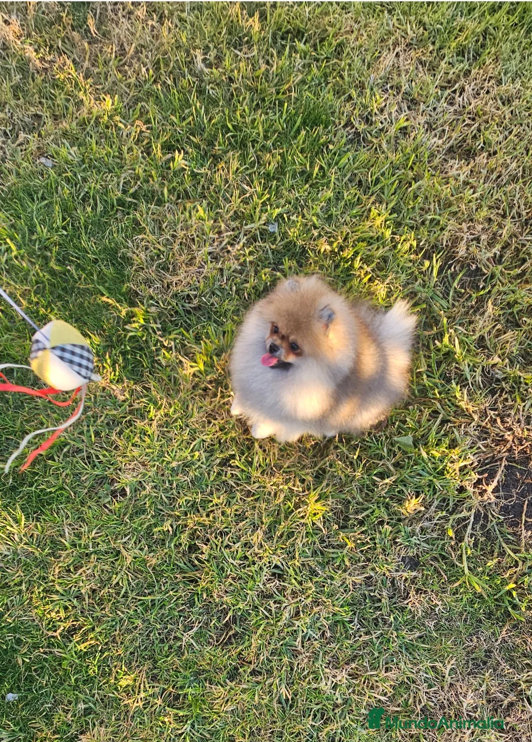 Pomerania perros en venta: ESPECTACULAR POMERANIA MACHITO  - Anuncio 2