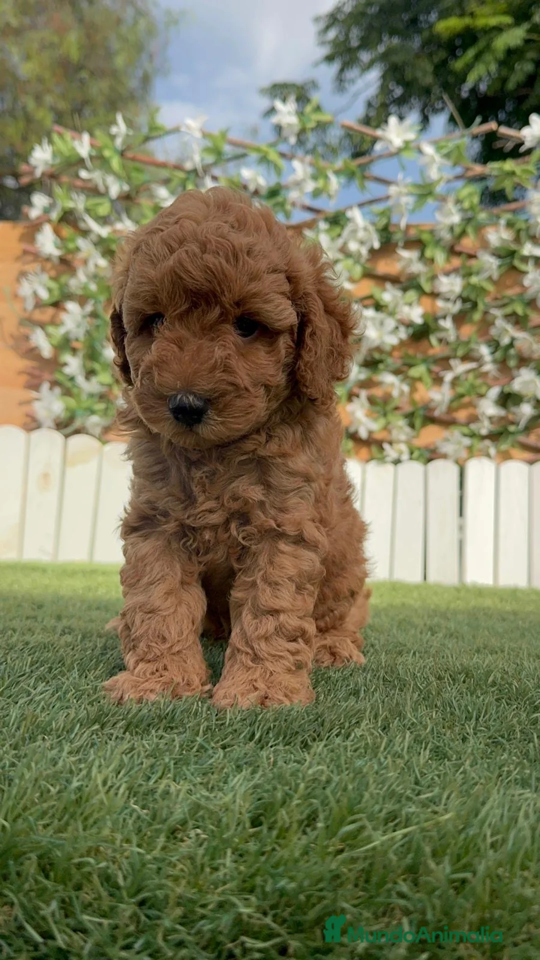 Caniche Enano perros en venta: CANICHE ENANO - Anuncio 1