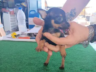 Ratón de Praga perros Auténtico Ratón de Praga - Anuncio 2