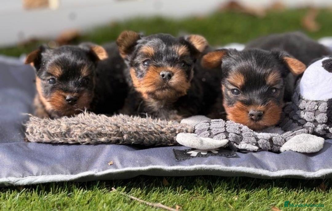 Yorkshire Terrier perros CRIADERO DE YORKSHIRE  - Anuncio 1