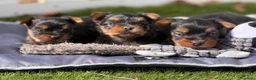 Yorkshire Terrier perros en venta: CRIADERO DE YORKSHIRE  - Anuncio 1