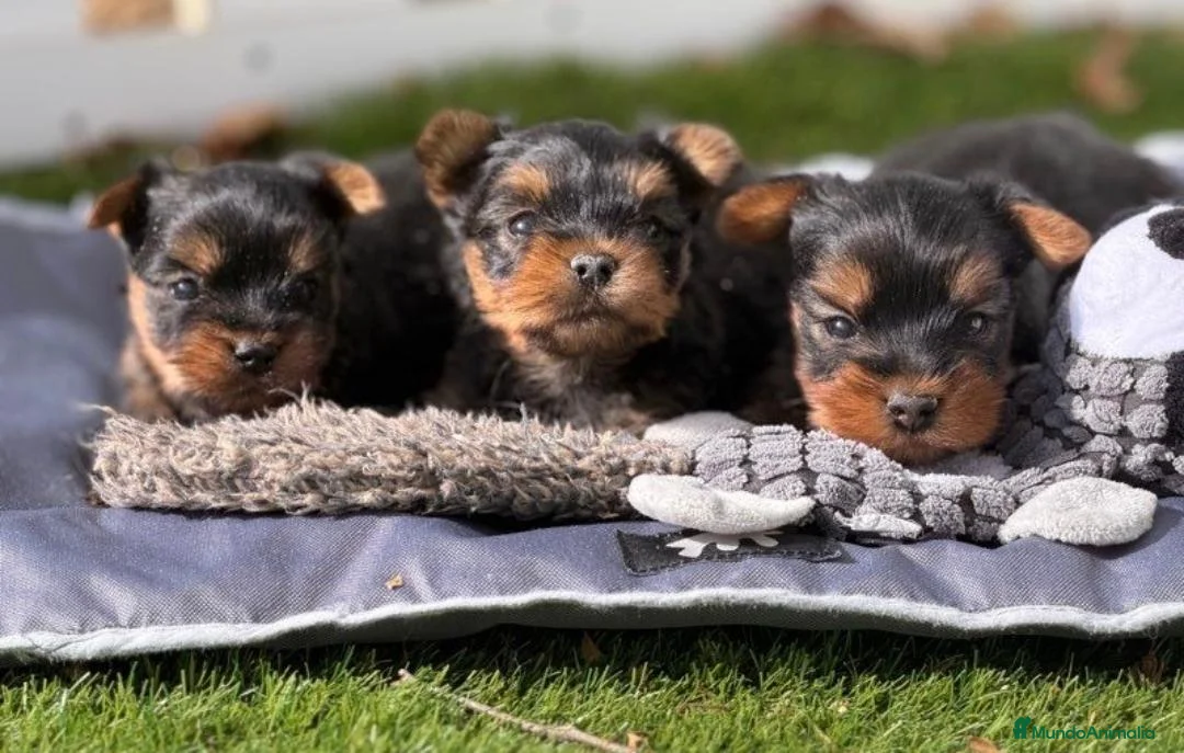 Yorkshire Terrier perros en venta: CRIADERO DE YORKSHIRE  - Anuncio 1