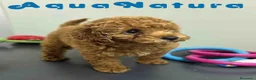 Caniche Toy perros en venta: Caniche Macho 1918 AQUANATURA - Anuncio 6