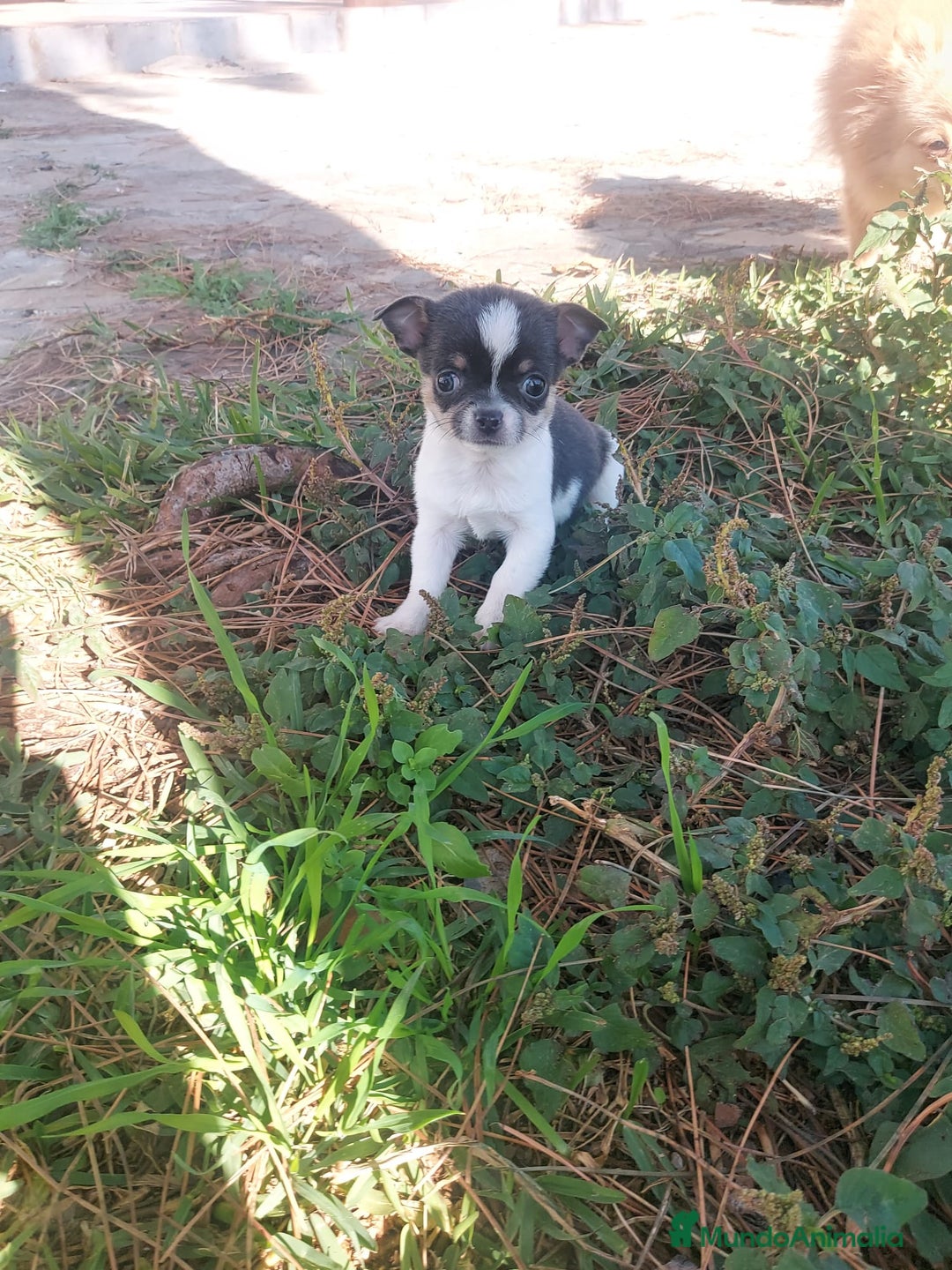 Chihuahua perros en venta: preciosos chihuahua linea rusa  - Anuncio 6
