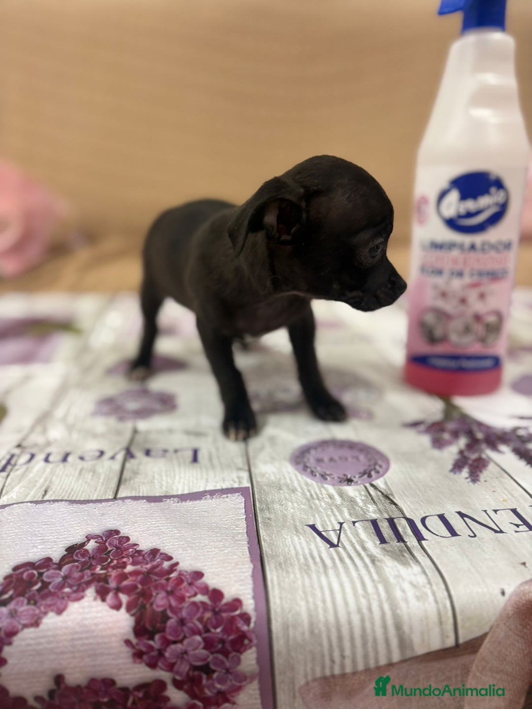 Chihuahua perros en venta: Chihuahua toy cabeza manzana  - Imagen 4