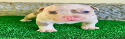American Bully perros en venta: American Bully Pocket  - Anuncio 10