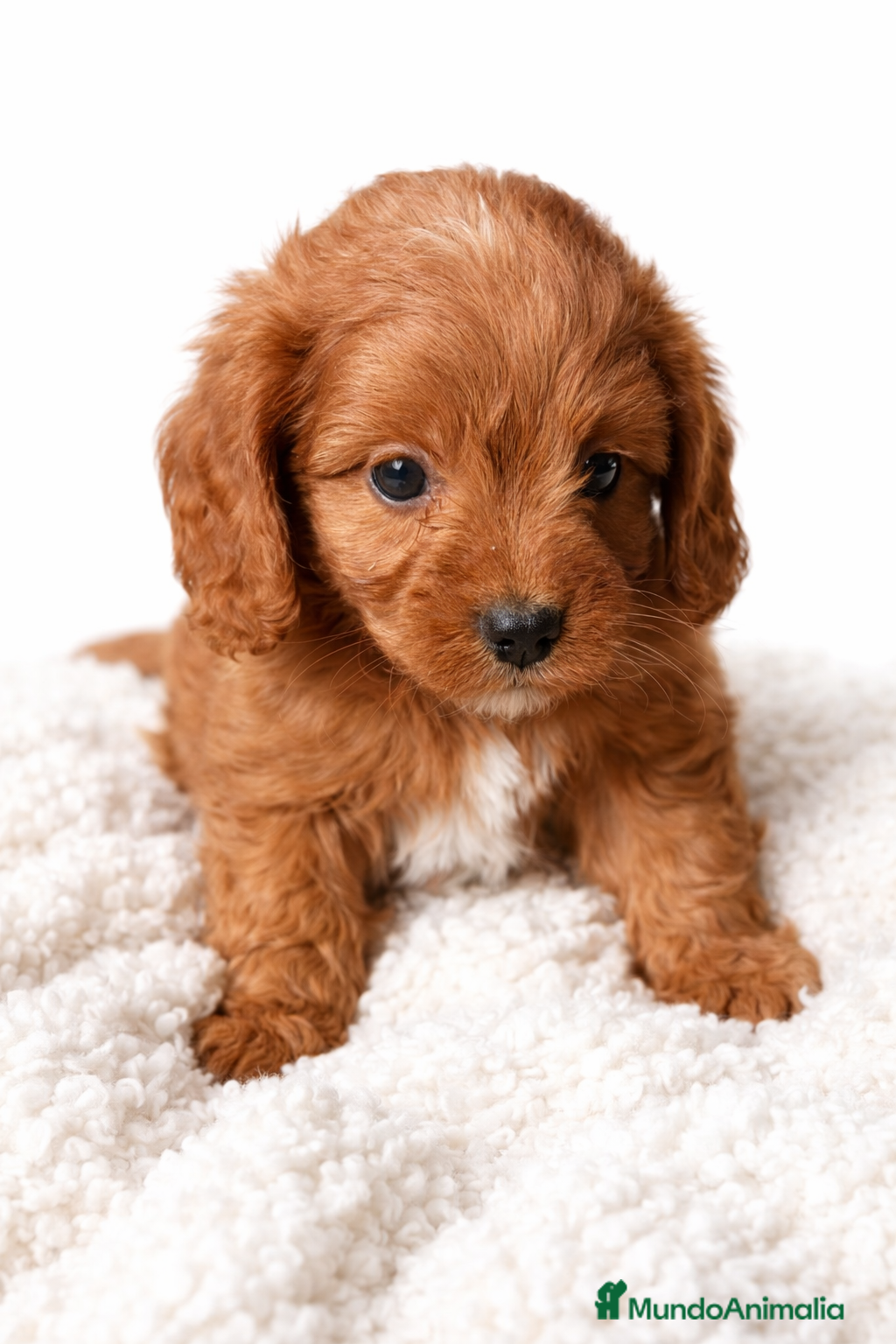 Cavapoo perros Cavapoo roja  - Anuncio 1