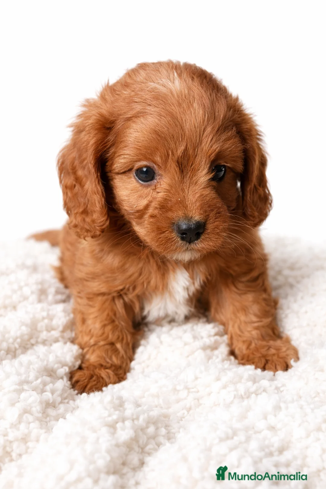 Cavapoo perros en venta: Cavapoo roja  - Anuncio 1