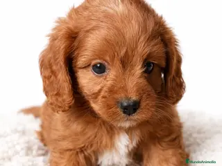 Cavapoo perros Cavapoo roja - Anuncio 23