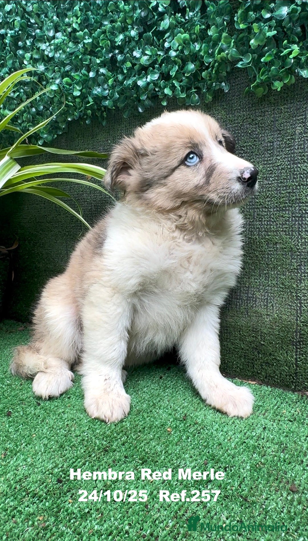 Border Collie perros en venta: BORDER COLLIE red merle - Anuncio 26