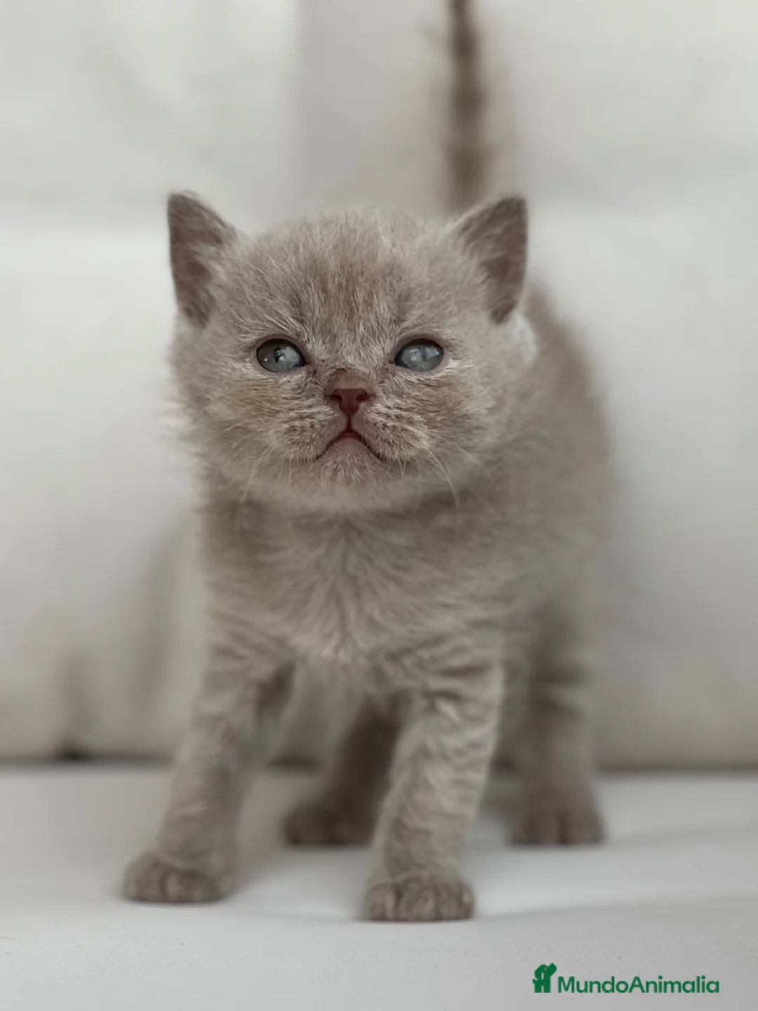 Británico de Pelo Corto gatos en venta: PRECIOSA BRITISH SHORTHAIR LILAC - Anuncio 2