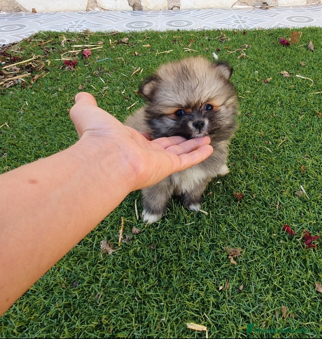 Pomerania perros Pomerania Toy Top  - Anuncio 2