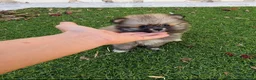 Pomerania perros en venta: Pomerania Toy Top  - Anuncio 13