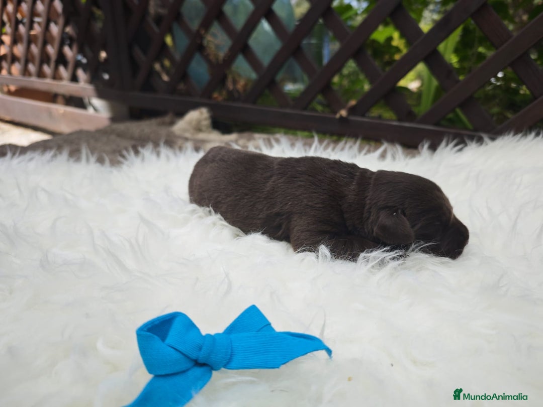 Labrador Retriever perros en venta: Labrador chocolate  - Imagen 3