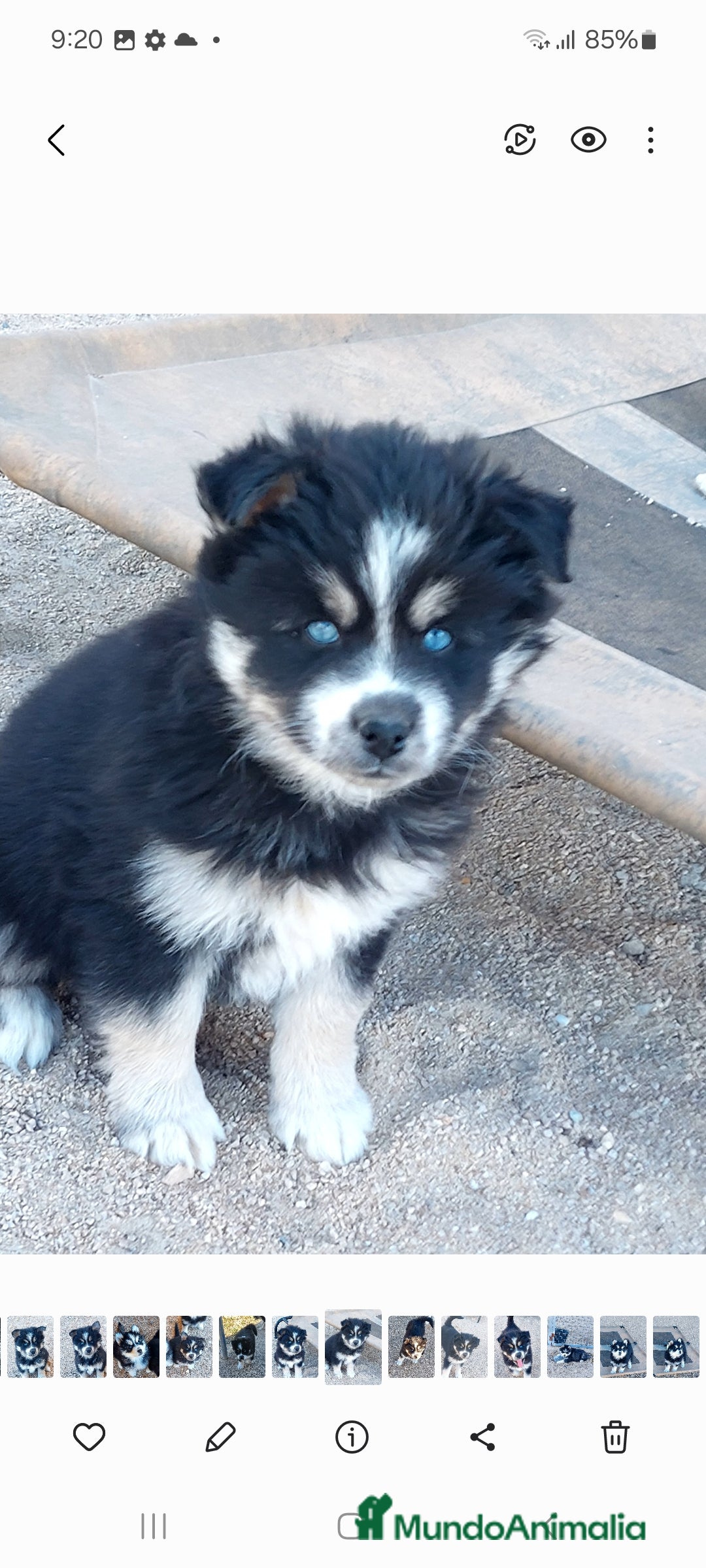 Pomsky perros en venta: Cachorros pomsky o mini husky - Anuncio 6