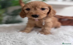 Otras razas perros en venta: COCKAPOO - Imagen 4