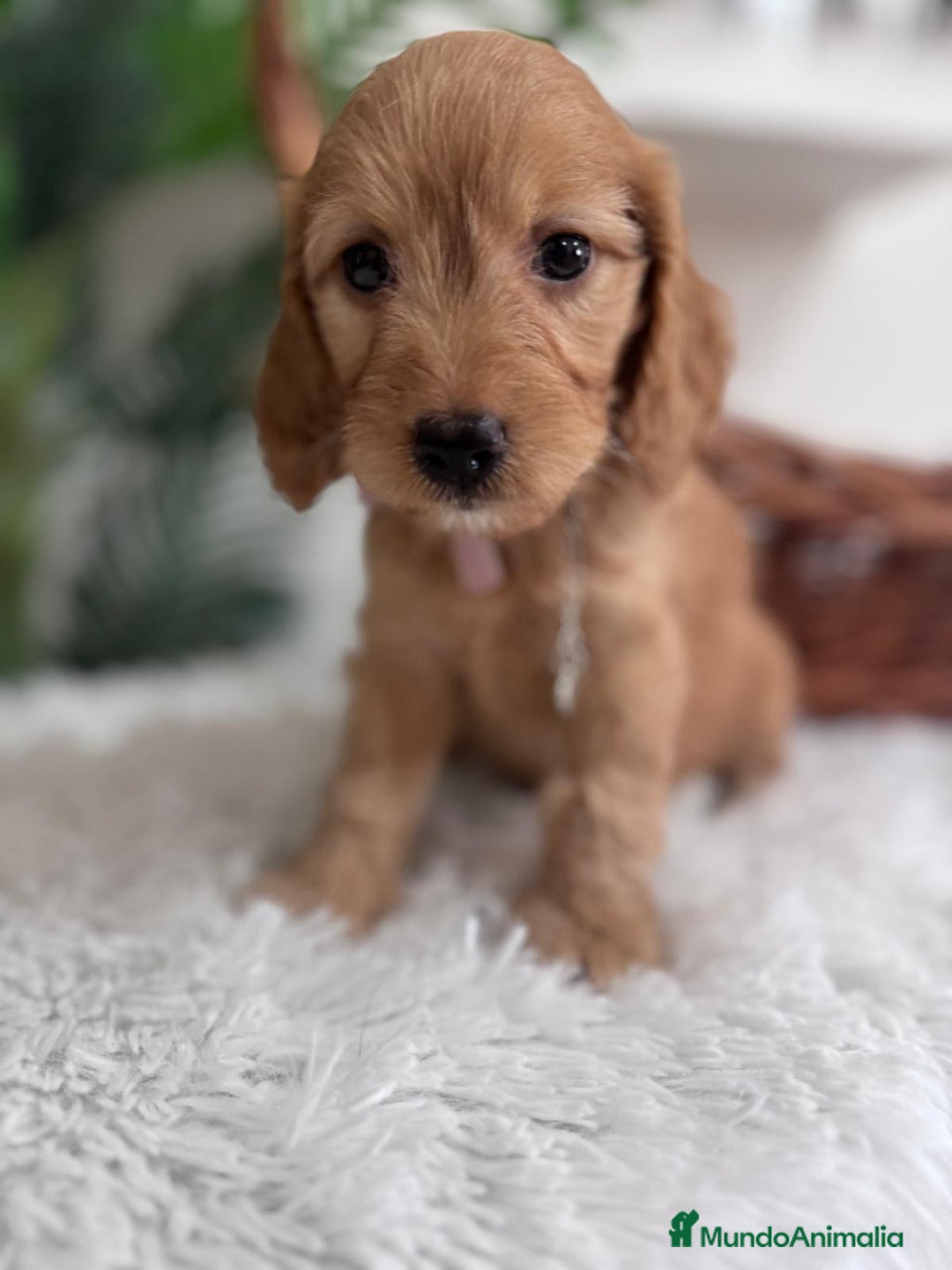 Otras razas perros en venta: COCKAPOO - Imagen 4
