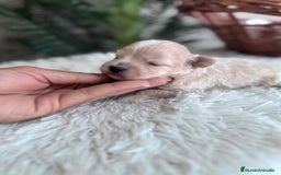 Maltipoo perros en venta: MALTIPOO MACHO - Imagen 13