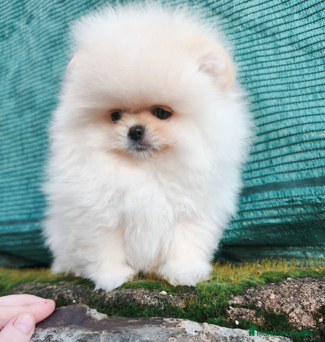 Pomerania perros en venta: Cachorros línea coreana  - Anuncio 3