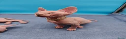 Sphynx gatos en venta: Impresionante machito ojos azules  - Anuncio 4