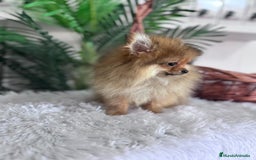 Pomerania perros en venta: POMERANIA HEMBRA MUY PEQUEÑITA - Imagen 10