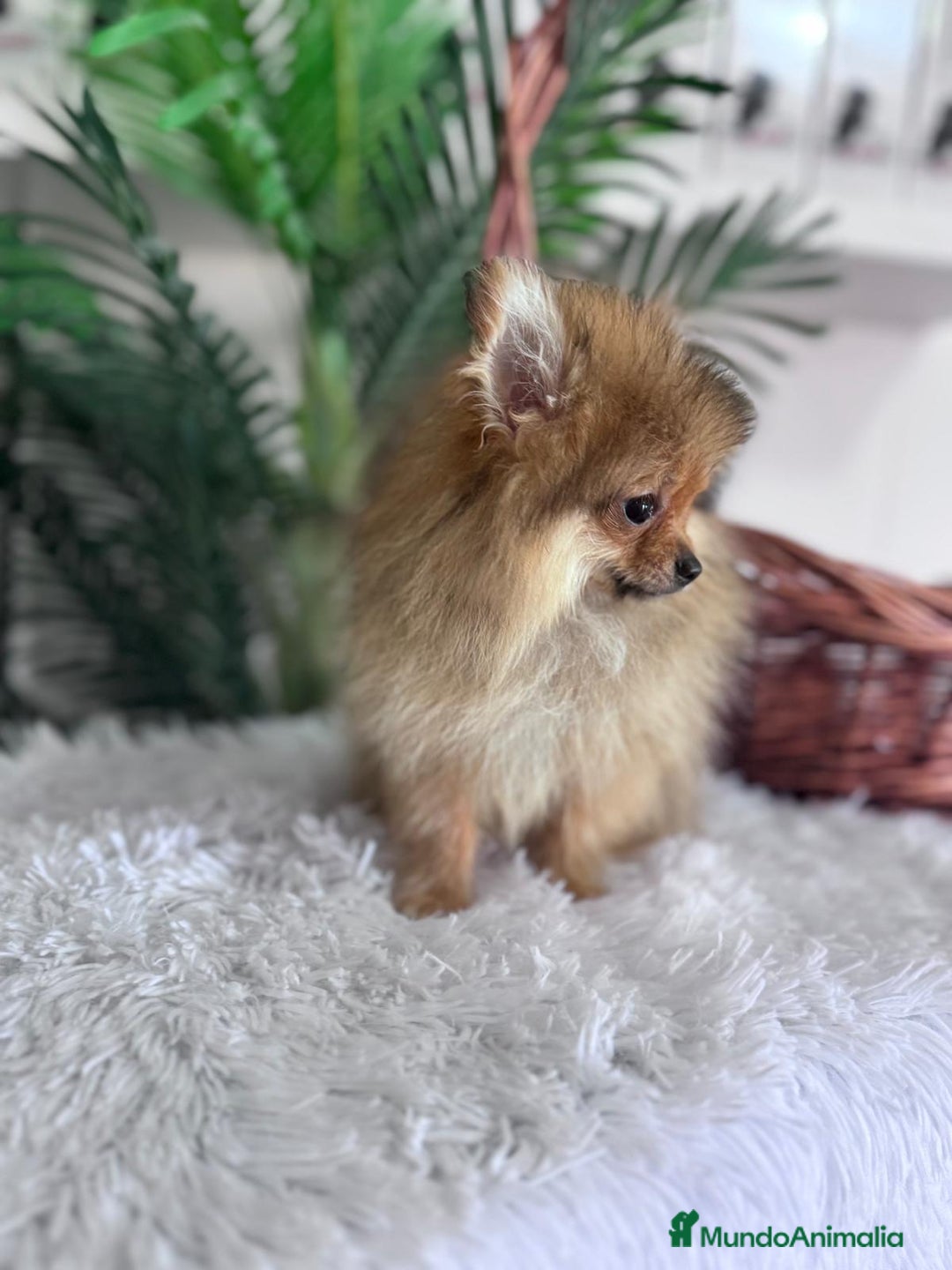 Pomerania perros en venta: POMERANIA HEMBRA MUY PEQUEÑITA - Imagen 10