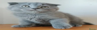 Scottish Fold 1