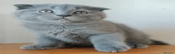 Scottish Fold gatos en venta: Scottish fold - Anuncio 2