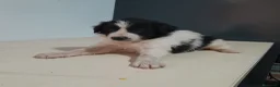 Border Collie perros en venta: BORDER COLLIE - Anuncio 28