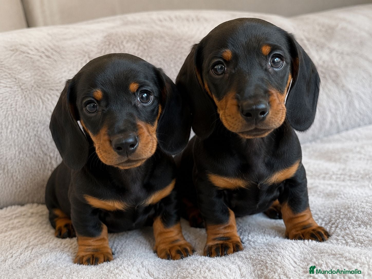 Teckel Miniatura perros TECKEL NEGRO FUEGO - MACHO Y HEMBRA 🐾 - Anuncio 1