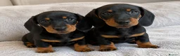 Teckel Miniatura perros en venta: TECKEL NEGRO FUEGO - MACHO Y HEMBRA 🐾 - Anuncio 1