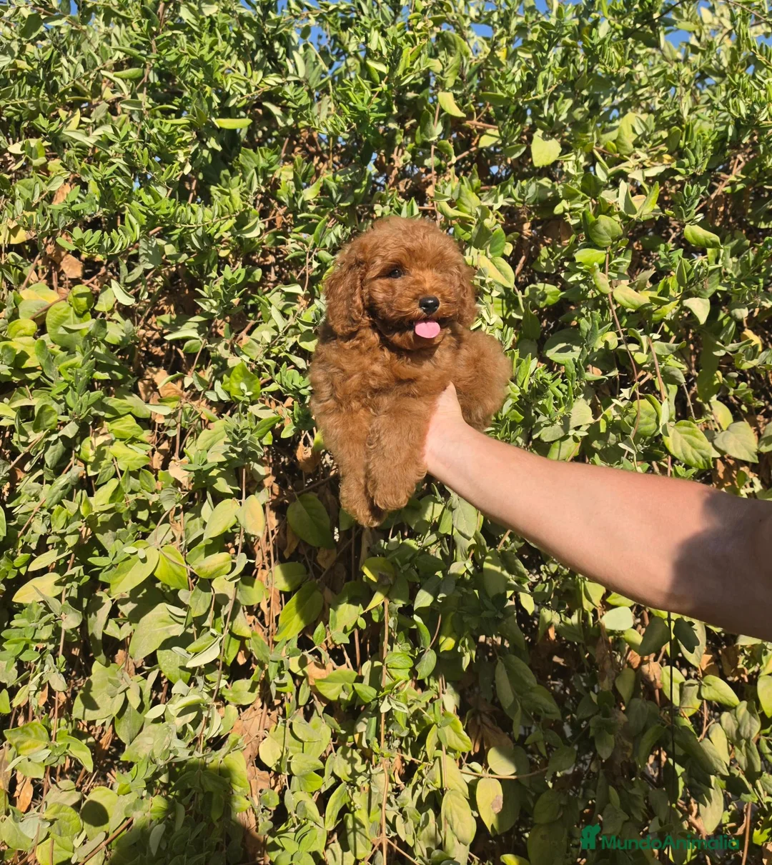 Caniche Toy perros en venta: CANICHE TOY - Anuncio 2