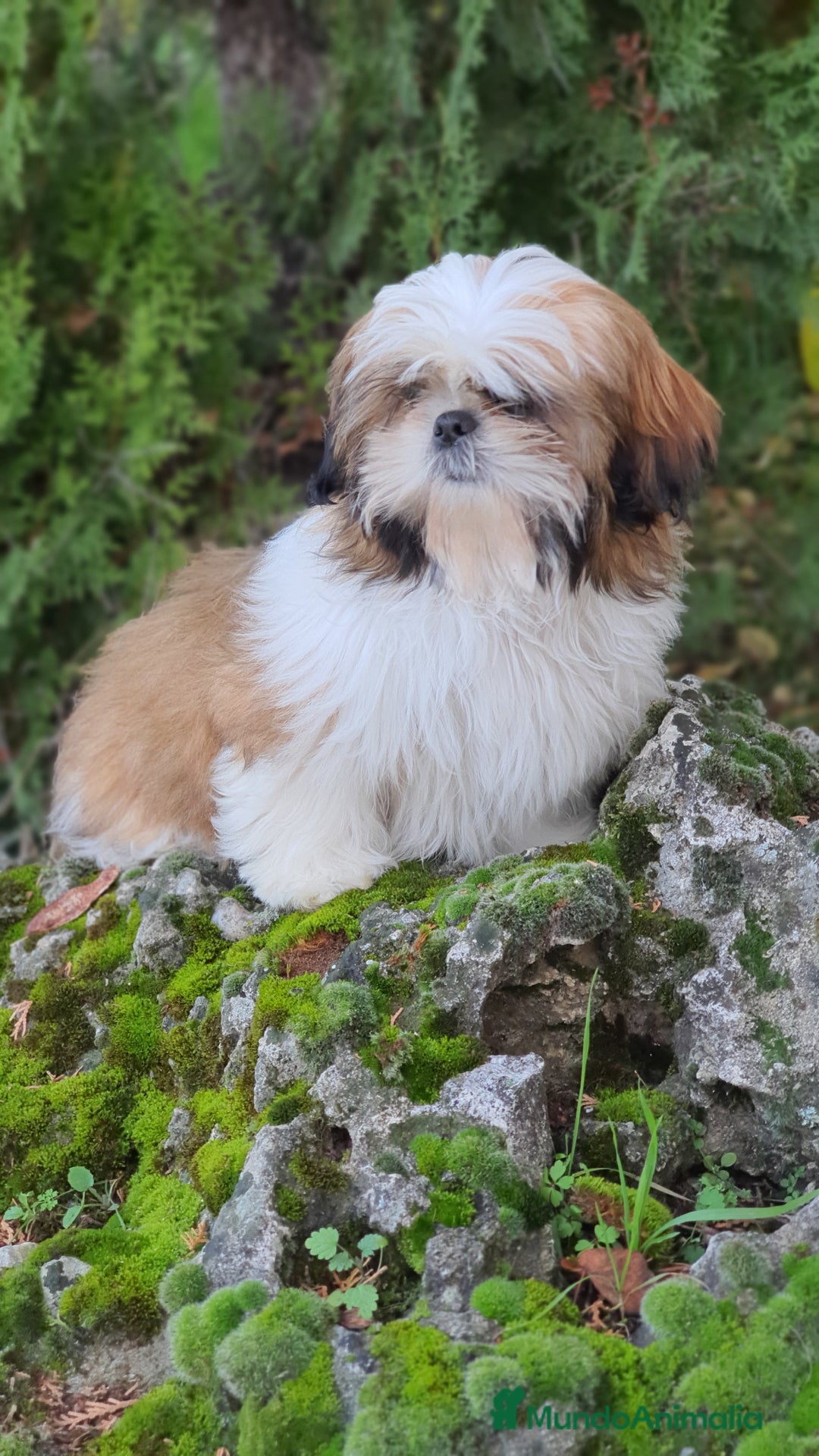 Shih Tzu perros en venta: Shih Tzu de 5 meses disponible !! - Imagen 8