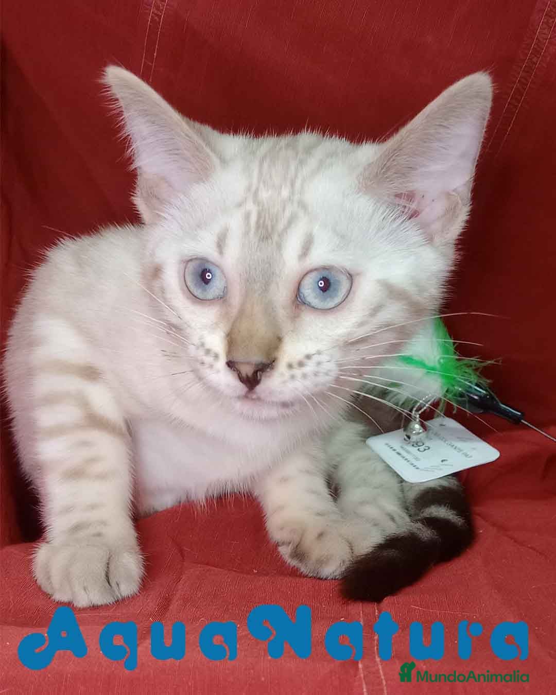 Bengalí gatos Bengali Hembra 6264 - AQUANATURA en Barcelona - Anuncio 20