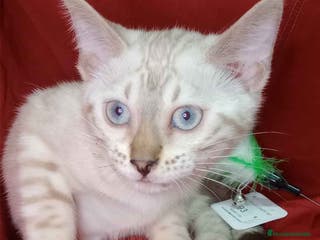 Bengalí gatos Bengali Hembra 6264 - AQUANATURA en Barcelona - Anuncio 29