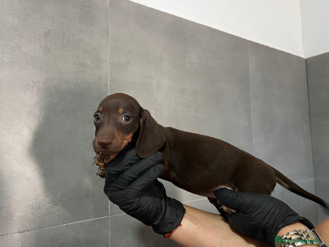 Teckel Miniatura perros en venta: TECKEL KANICHEN CALIDAD EXTREMA - Imagen 3