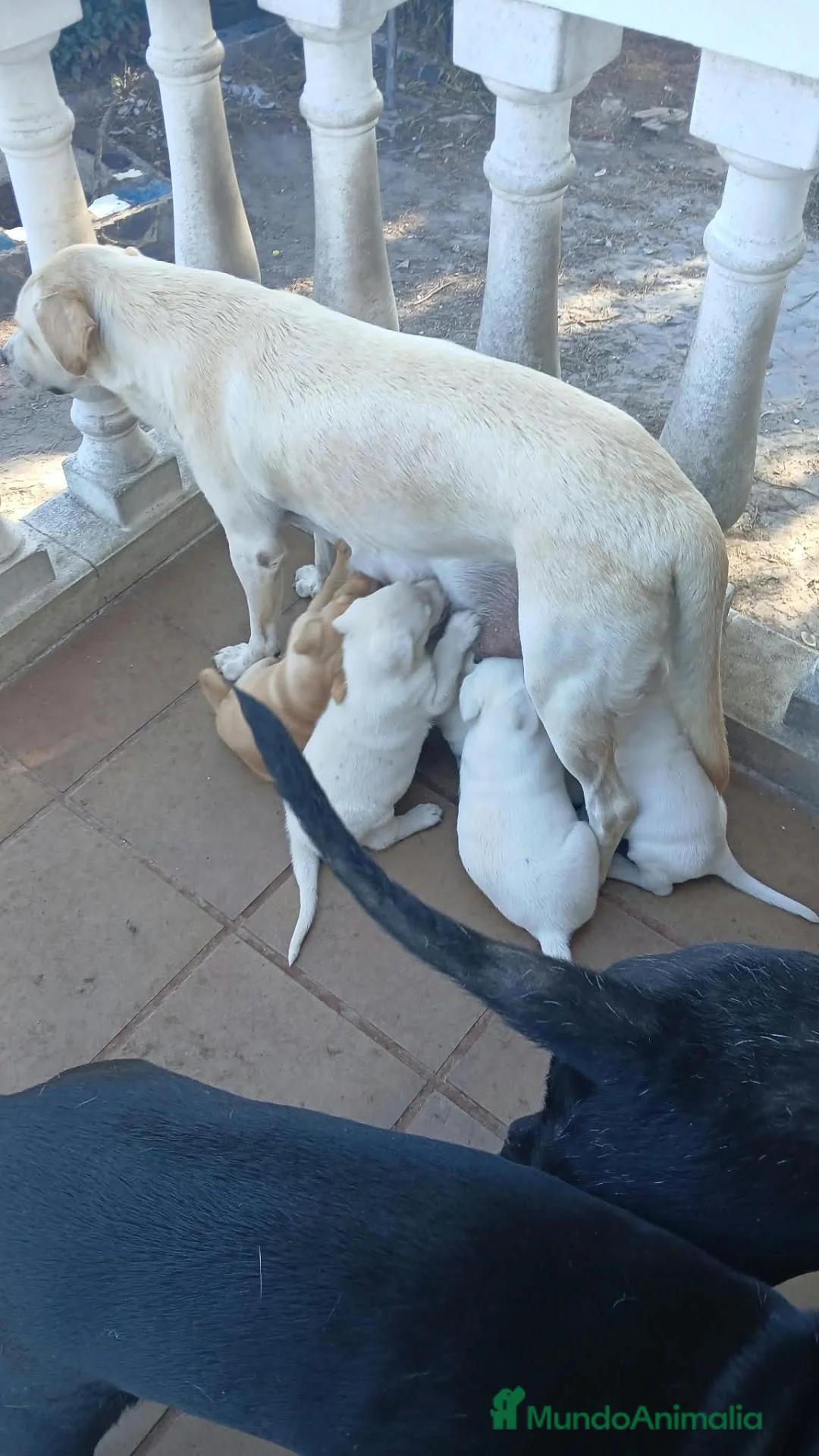 Labrador Retriever perros en venta: Labrador - Anuncio 6