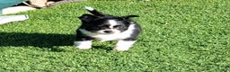 Chihuahua perros en venta: Chihuahua de pelo largo de capricho - Anuncio 3