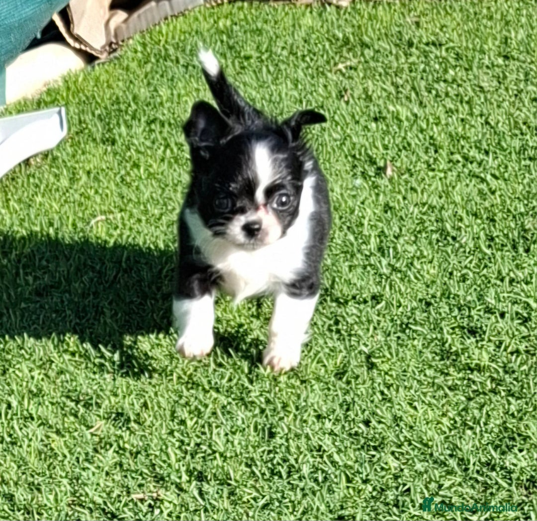Chihuahua perros en venta: Chihuahua de pelo largo de capricho - Anuncio 3
