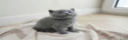 Británico de Pelo Corto gatos en venta: Gatos Brithish shorthair  - Anuncio 10
