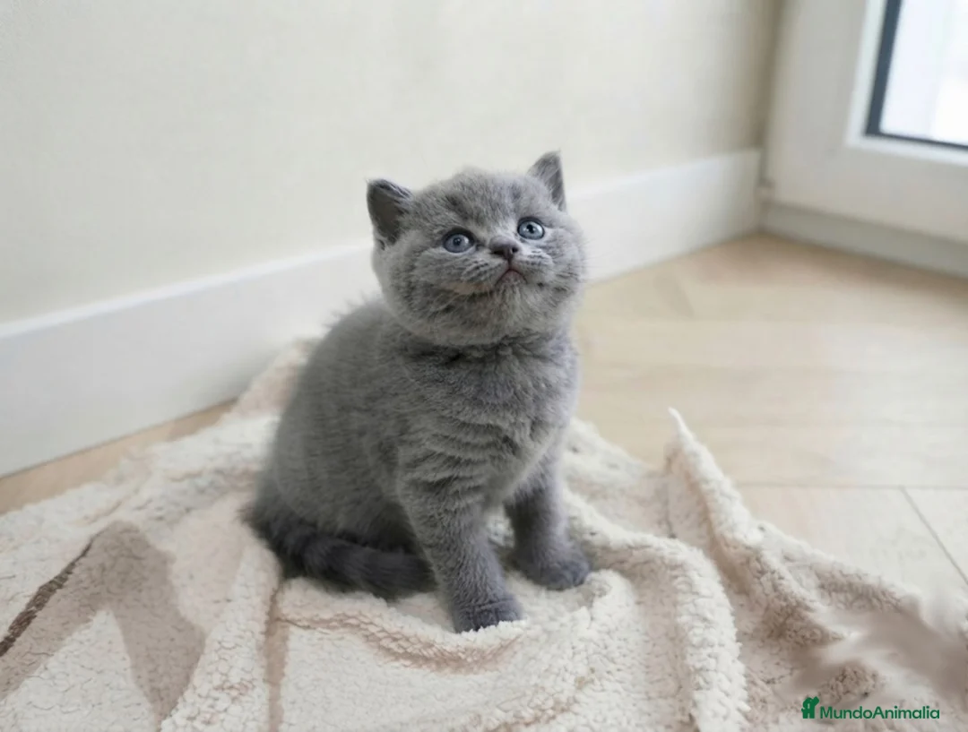 Británico de Pelo Corto gatos en venta: Gatos Brithish shorthair  - Anuncio 10