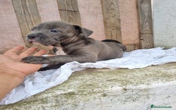 American Bully perros en venta: American Bully Pocket - Imagen 6