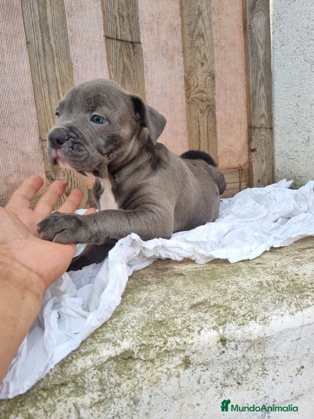 American Bully perros en venta: American Bully Pocket - Imagen 6