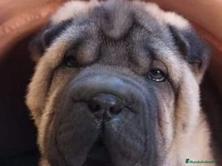 Shar Pei perros CACHORROS SHAR PEI CALIDAD en Málaga - Anuncio 30