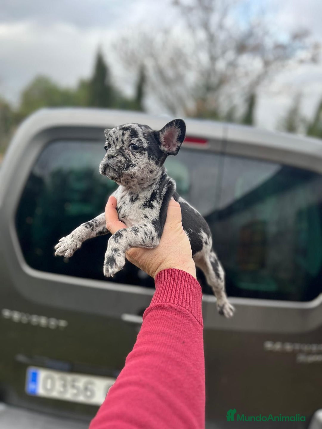 Bulldog Francés perros en venta: Espectacular macho de Bulldog Frances merle - Anuncio 4