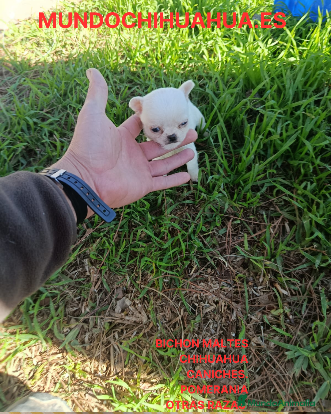 Chihuahua perros en venta: PRECIOSOS CHIHUAHUA RUSO Y ASIÁTICO - Anuncio 13