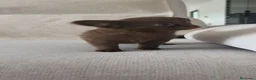 Chihuahua perros en venta: Chihuahua hembra pelo largo chocolate 🍫 - Anuncio 5