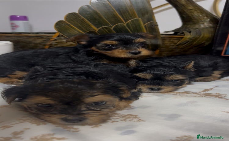 Yorkshire Terrier perros - Propaganda 5