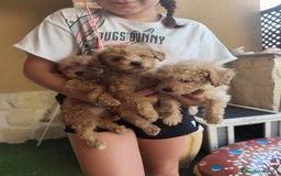 Caniche Toy perros en venta: Preciosa hembra caniche toy - Imagen 2