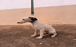 Whippet perros en venta: Cachorros de Whippet  - Imagen 3